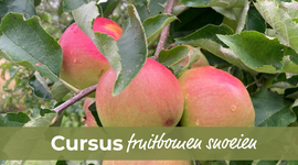 Cursus fruitbomen snoeien