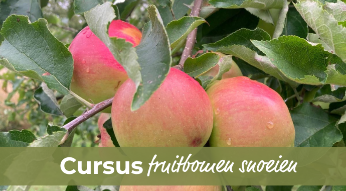 Cursus fruitbomen snoeien